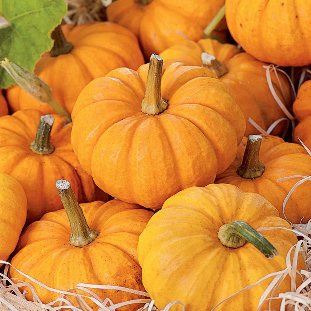 Orange Mini Pumpkin Seeds – Small Decorative Pumpkin