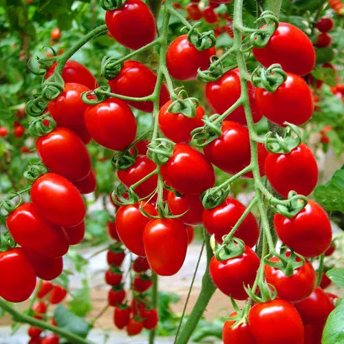 Red Cherry Tomato Seeds – Sweet Heirloom Cherry Tomato | Free Shipping