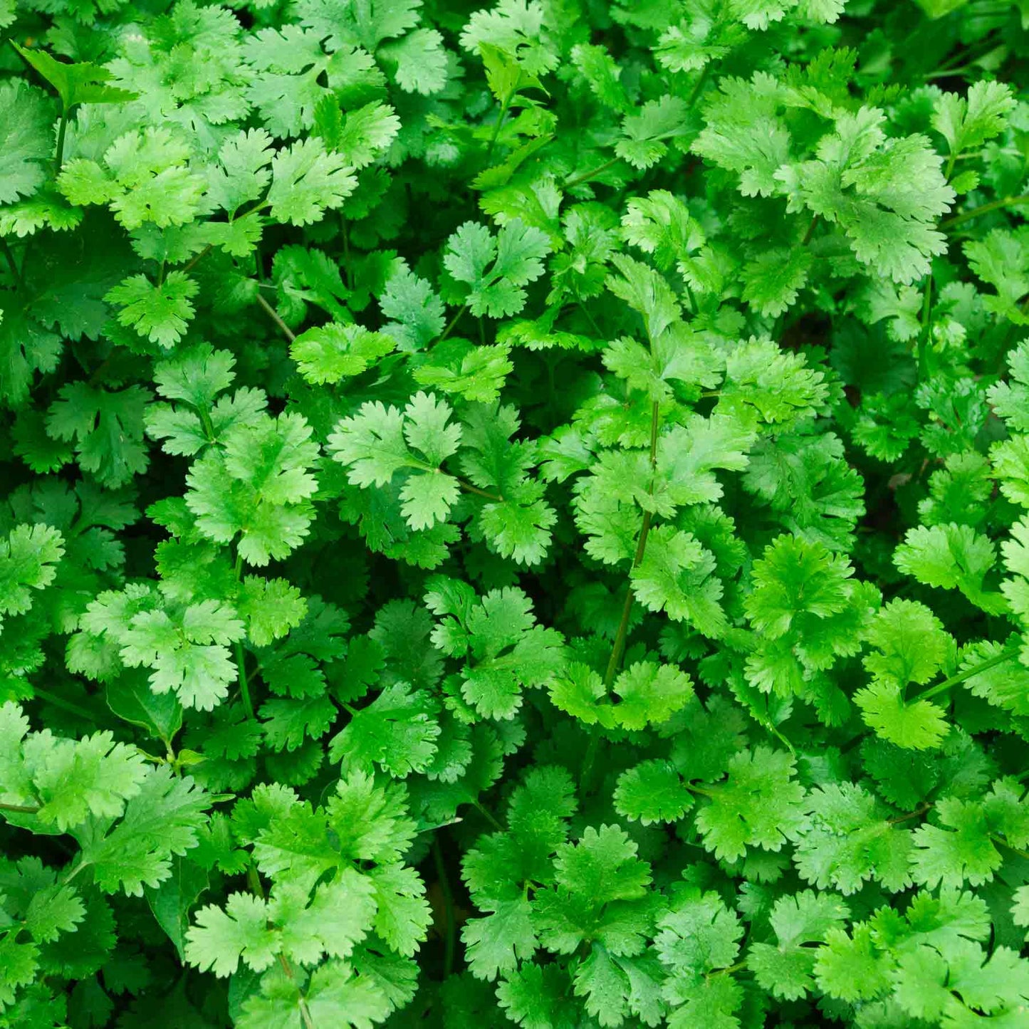 Cilantro Seeds | Culantro Semillas