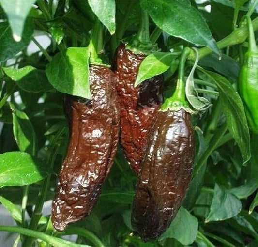 Cómo cultivar Ají Panca en Estados Unidos