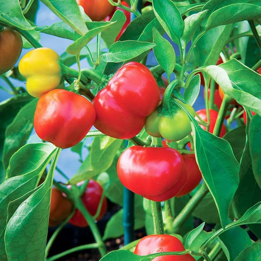 Cómo cultivar Rocoto en Estados Unidos