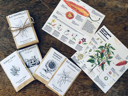 How to Start Your Seeds: A Simple Guide for Beginners