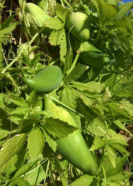 Cómo cultivar Caigua Peruana en Estados Unidos