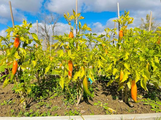 How to Grow Peruvian Ají Amarillo from Seed