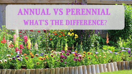 The Difference Between Annuals and Perennials