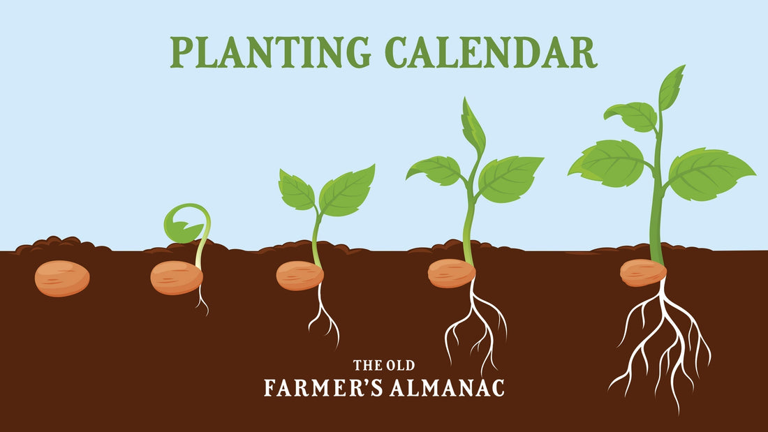When to Start Your Seeds