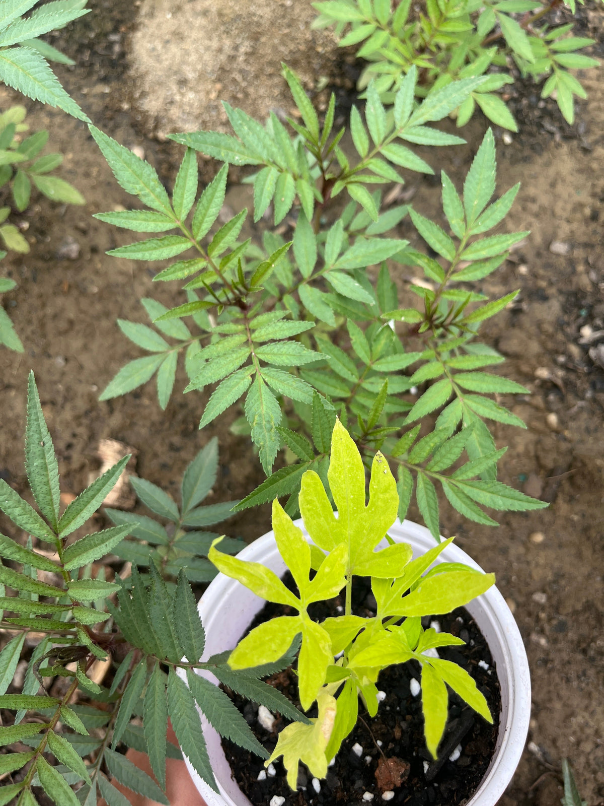 Collections – Peruvian Roots Farm