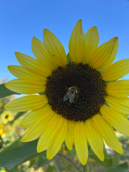 Moonwalker Sunflower Seeds – Tall Golden Sunflower | Free Shipping