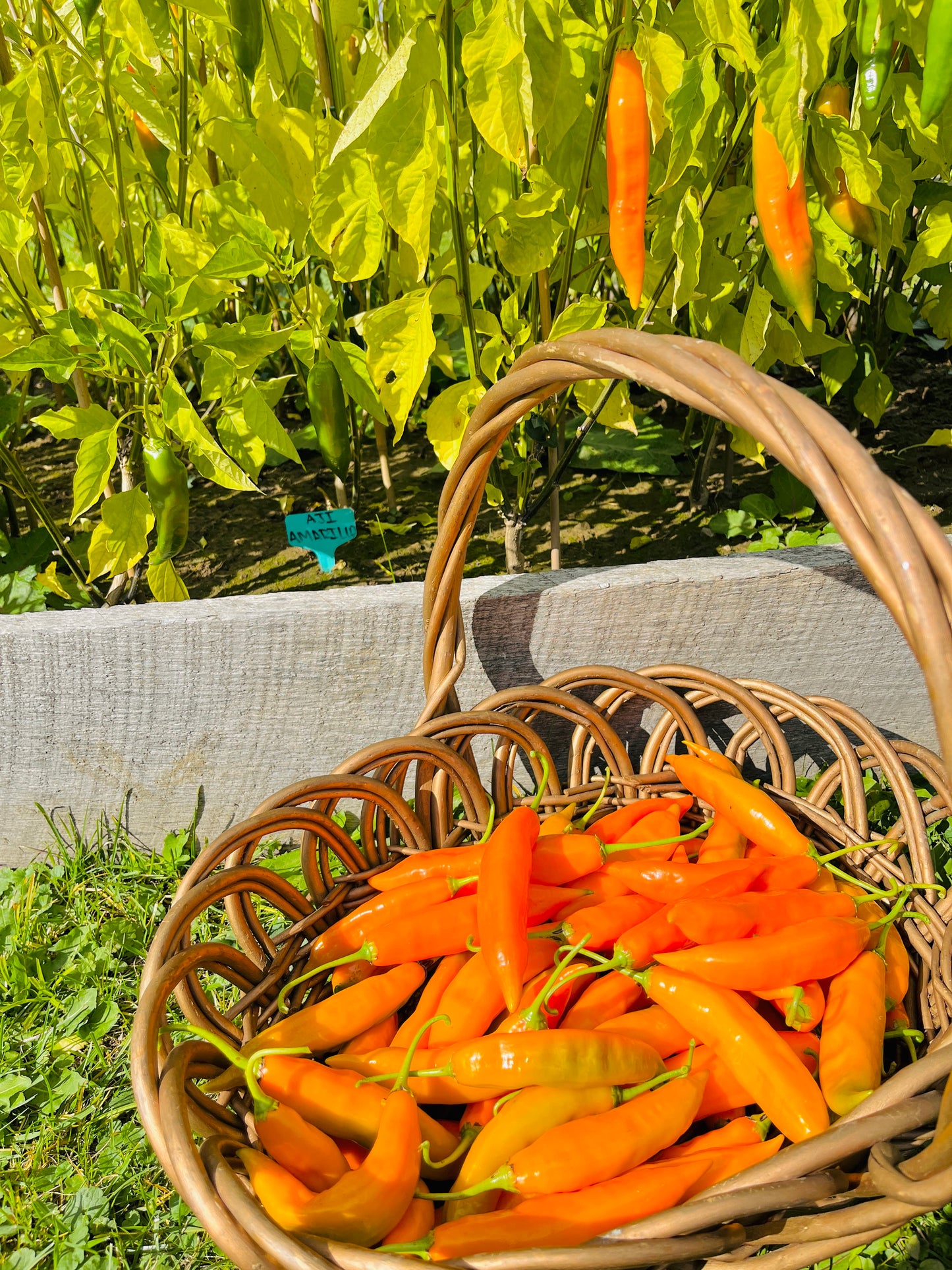 Ají Amarillo Seeds – Classic Peruvian Yellow Pepper Seeds