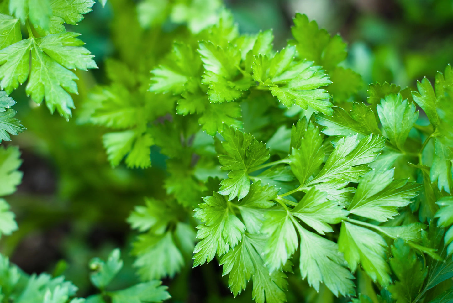 Parsley Seeds | Perejil Semillas