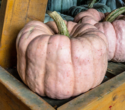 Porcelain Doll Pumpkin Seeds – Pink Heirloom Pumpkin | Free Shipping