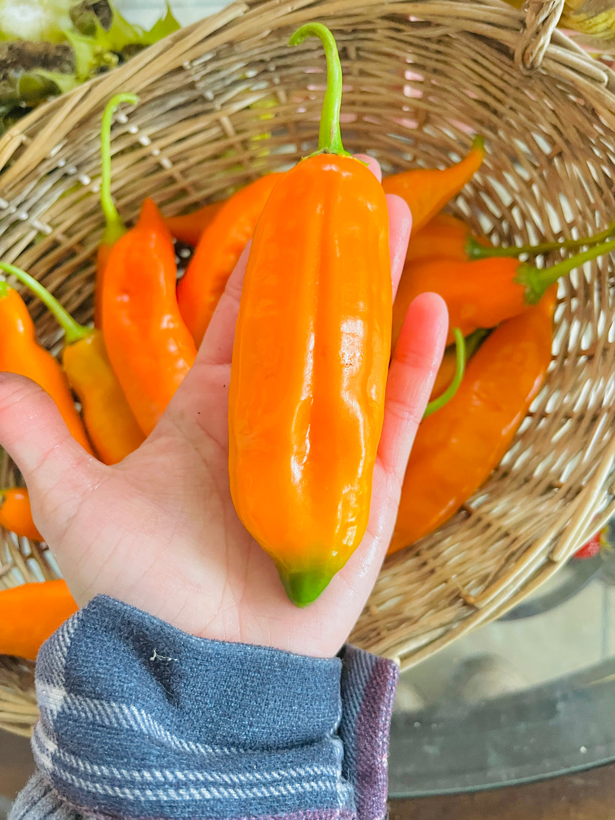 Premium Soil | Inca’s Black Gold