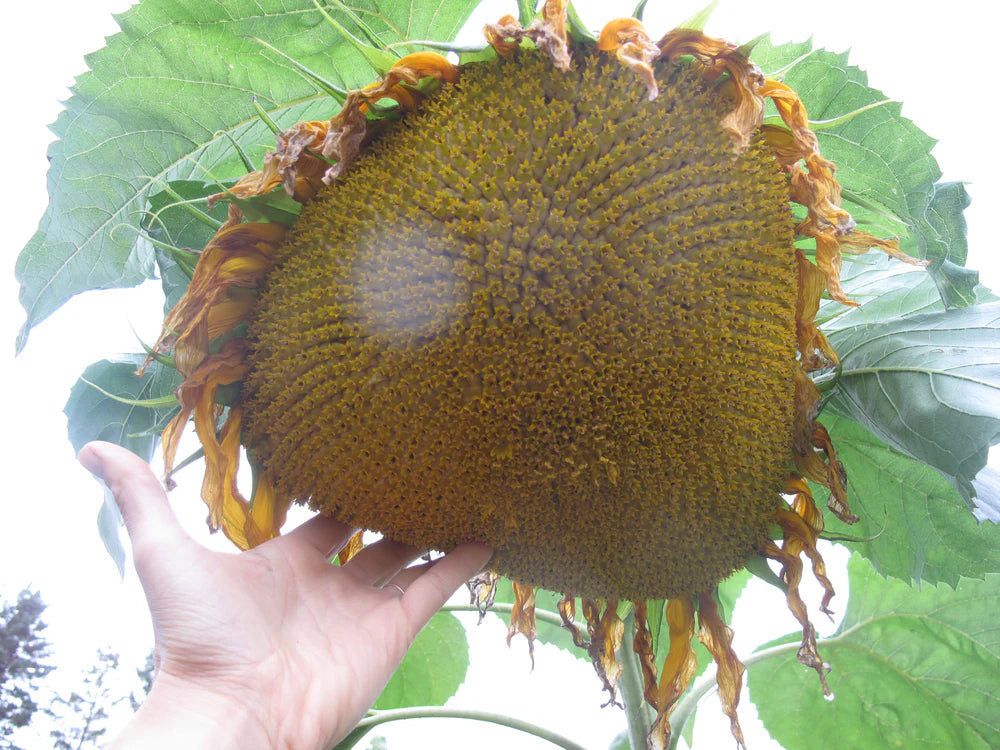 Mammoth Sunflower Seeds – Giant Classic Sunflower