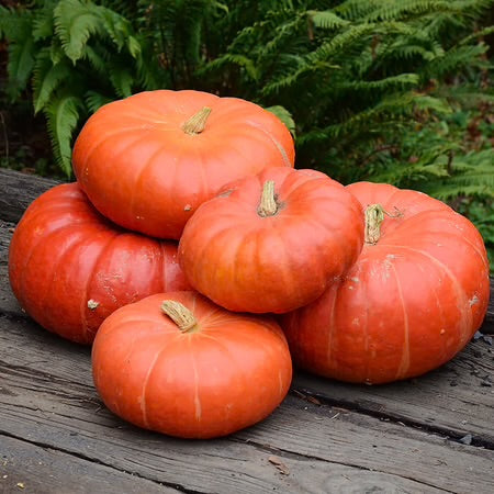 Cinderella Pumpkin Seeds (Heirloom Variety) | Free Shipping