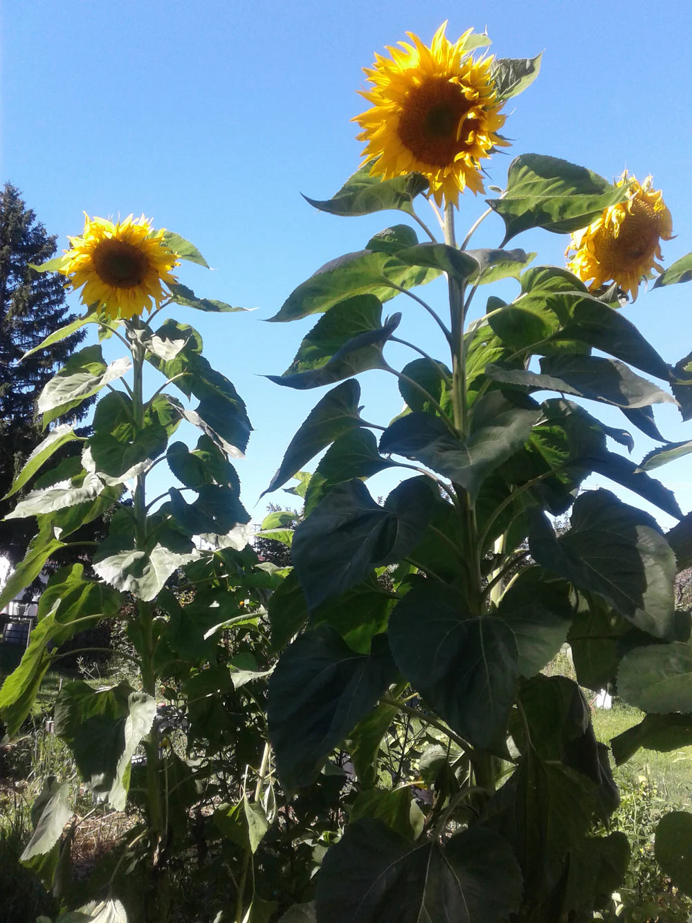 Mammoth Sunflower Seeds – Giant Classic Sunflower