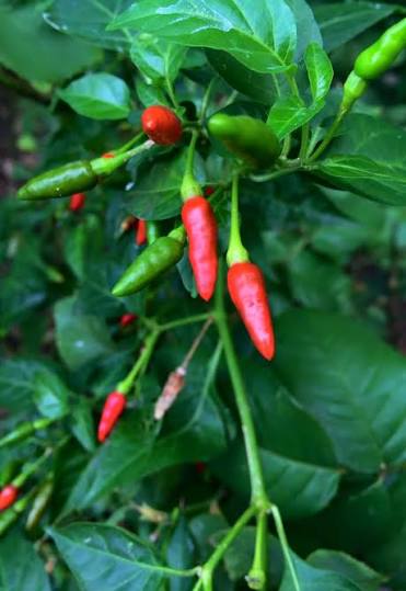 Ají Pipi de Mono Seeds – Rare Peruvian Jungle Pepper | Free Shipping