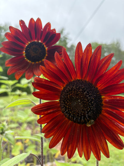 Velvet Sunflower Seeds – Deep Red Ornamental Sunflower | Free Shipping