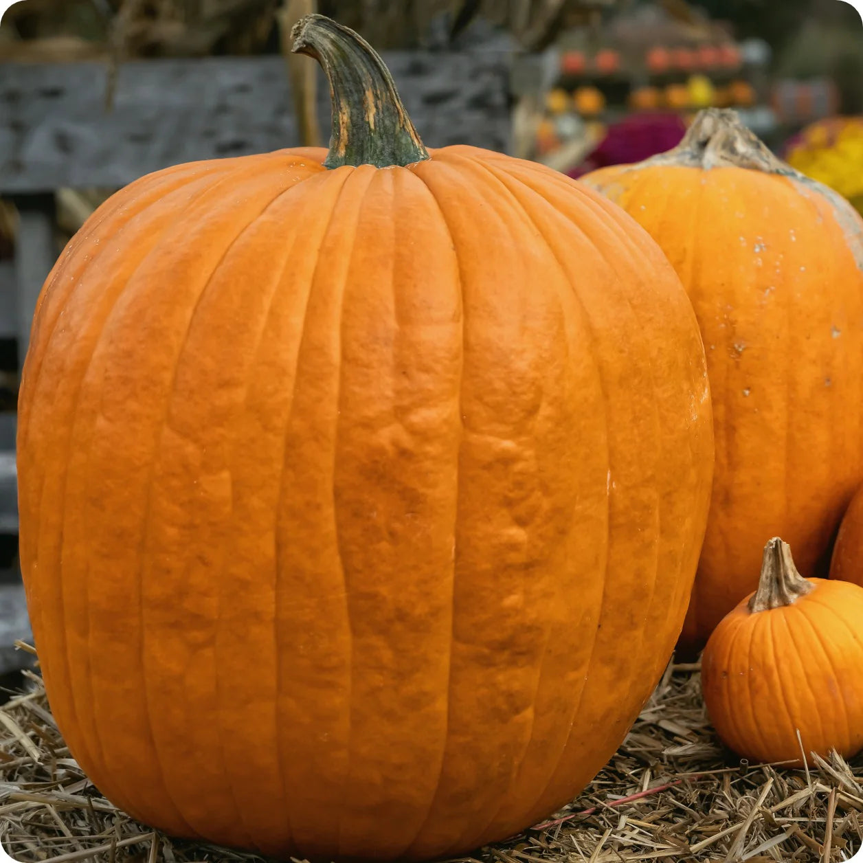Jack O’ Lantern Pumpkin Seeds – Classic Carving Pumpkin