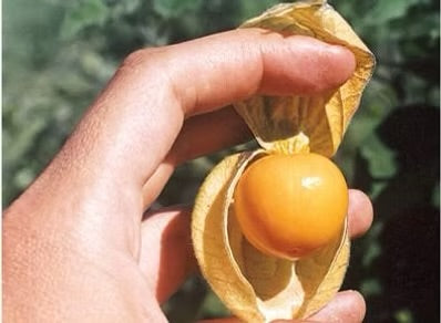 Aguaymanto (Goldenberry) – Physalis peruviana