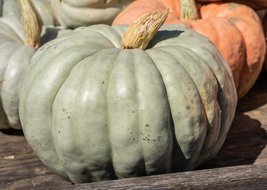 Jarrahdale Pumpkin Seeds – Blue-Grey Heirloom Pumpkin | Free Shipping