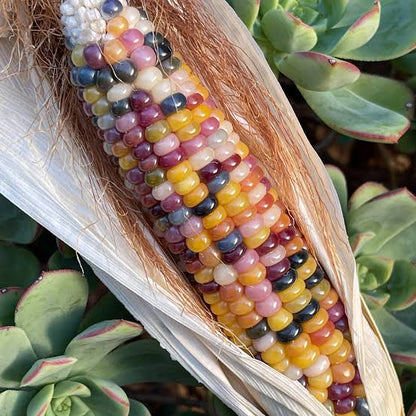 Gem Indian Corn Seeds – Rainbow Glass-Like Kernels | Free Shipping