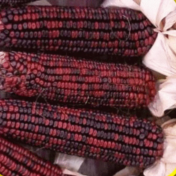 Red Indian Corn Seeds– Deep Crimson Heirloom Variety