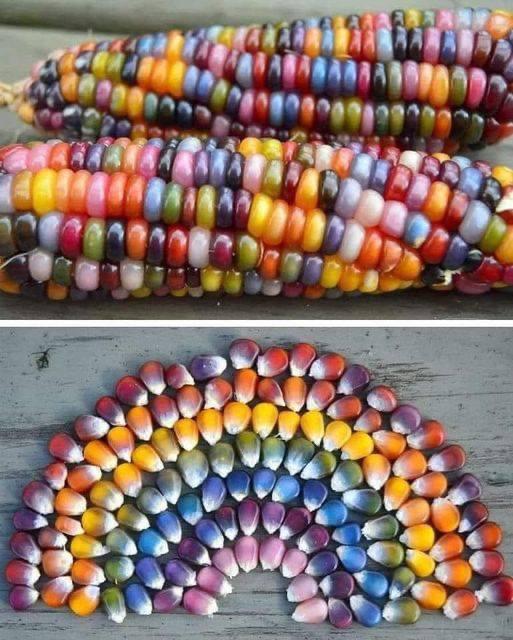 Gem Indian Corn Seeds – Rainbow Glass-Like Kernels | Free Shipping