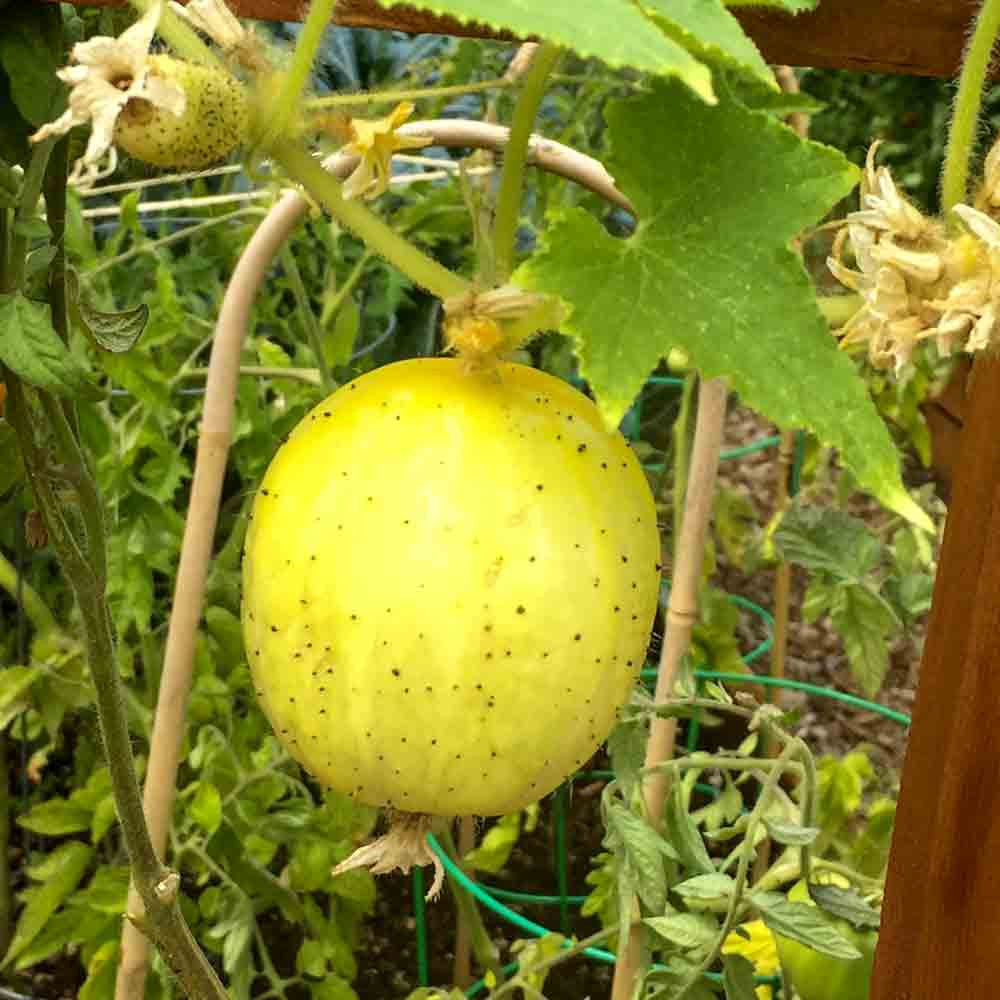 Lemon Cucumber Seeds – Heirloom Yellow Cucumber | Free Shipping