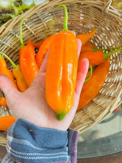 Ají Amarillo Seeds – Classic Peruvian Yellow Pepper Seeds