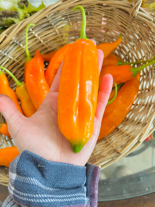 Ají Amarillo Seeds – Classic Peruvian Yellow Pepper Seeds | Free Shipping