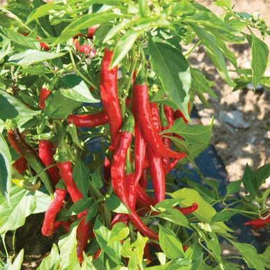 Cayenne Pepper Seeds – Ideal for Paprika & Drying | Free Shipping