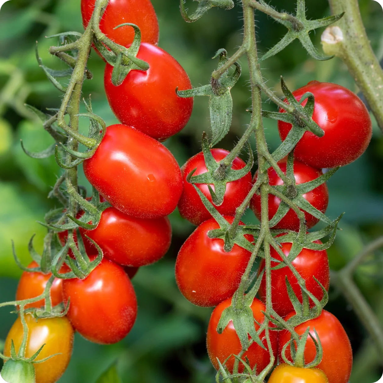 Roma Tomato Seeds – Classic Paste Tomato | Free Shipping