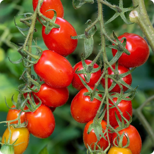 Roma Tomato Seeds – Classic Paste Tomato | Free Shipping