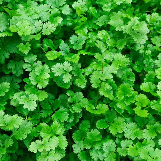Cilantro Seeds | Culantro Semillas + Free Shipping