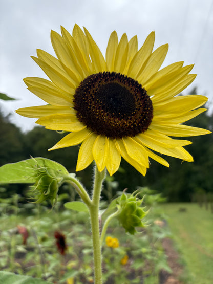 Moonwalker Sunflower Seeds – Tall Golden Sunflower | Free Shipping