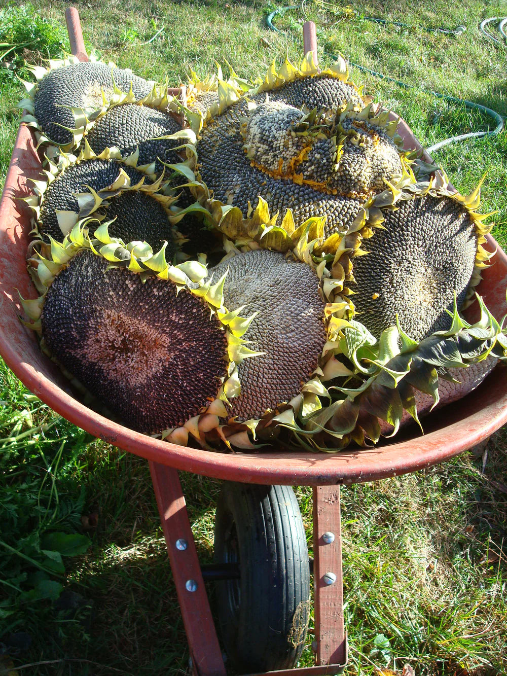 Mammoth Sunflower Seeds – Giant Classic Sunflower