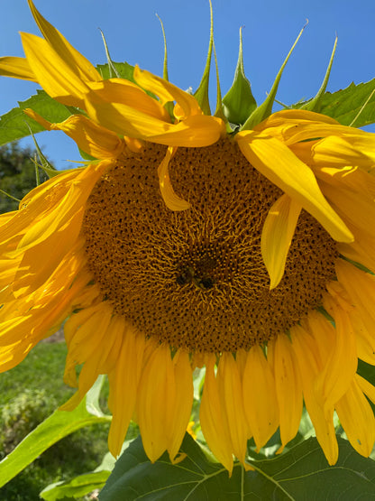 Mammoth Sunflower Seeds – Giant Classic Sunflower