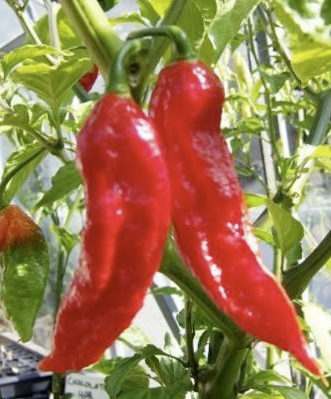 Cacho de Cabra Pepper Seeds – Traditional Chilean Hot Pepper | Free Shipping