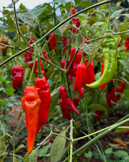 Ají Limo from Lima Seeds – Classic Pepper for Peruvian Ceviche  | Free Shipping