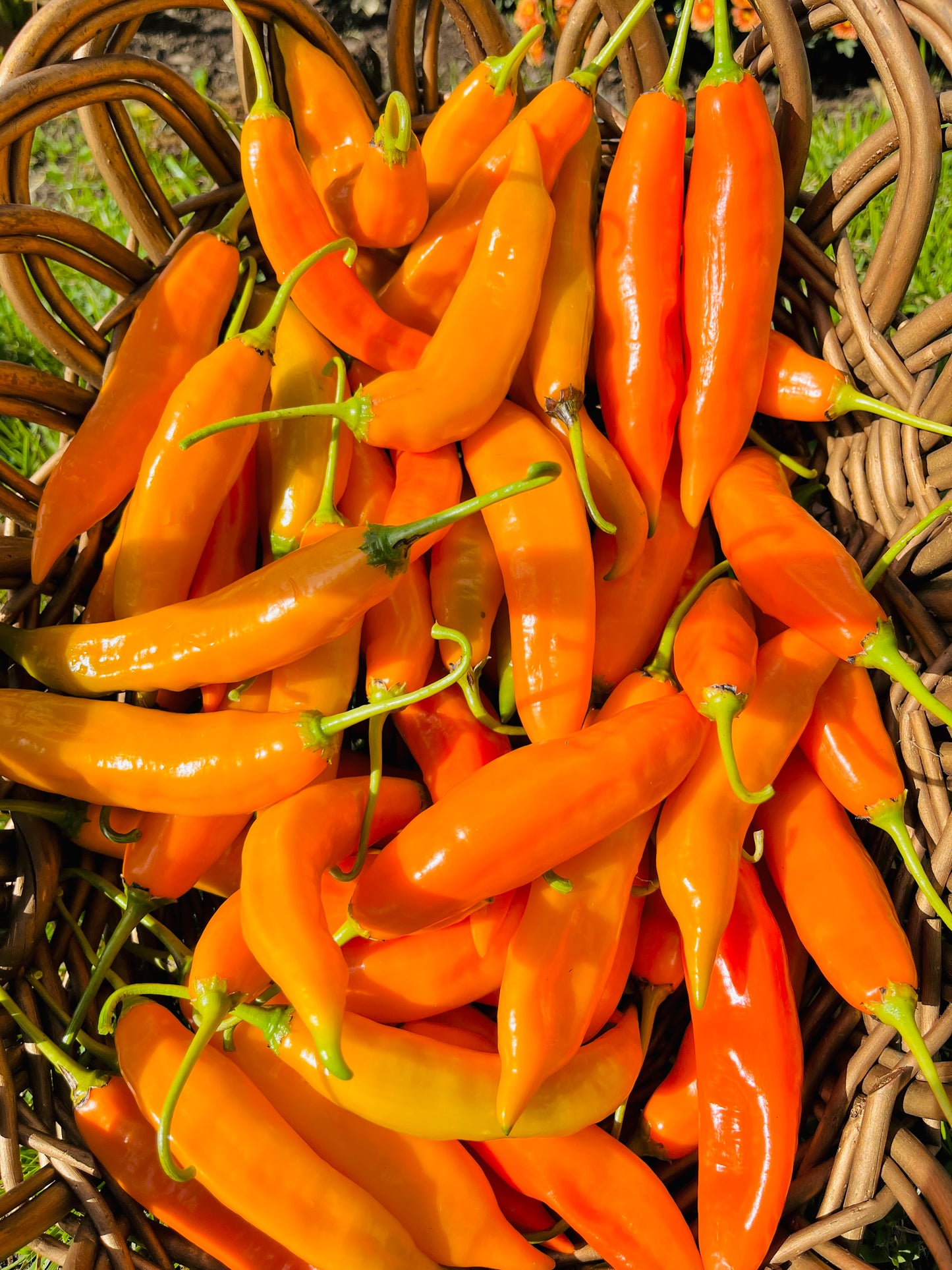 Ají Amarillo Seeds – Classic Peruvian Yellow Pepper Seeds