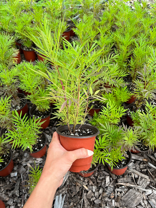 PERUVIAN HUACATAY (LIVE PLANT STARTER)