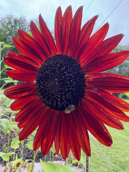 Velvet Sunflower Seeds – Deep Red Ornamental Sunflower | Free Shipping
