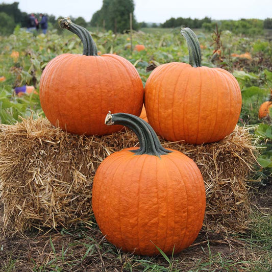 Cronus Pumpkin Seeds – Large Carving & Decorative Pumpkin | Free Shipping