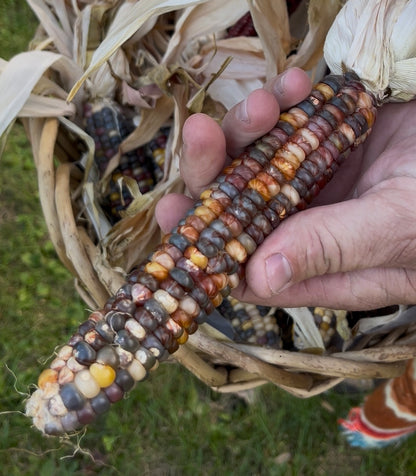 Marble Indian Corn Seeds – Multicolor Heirloom Variety