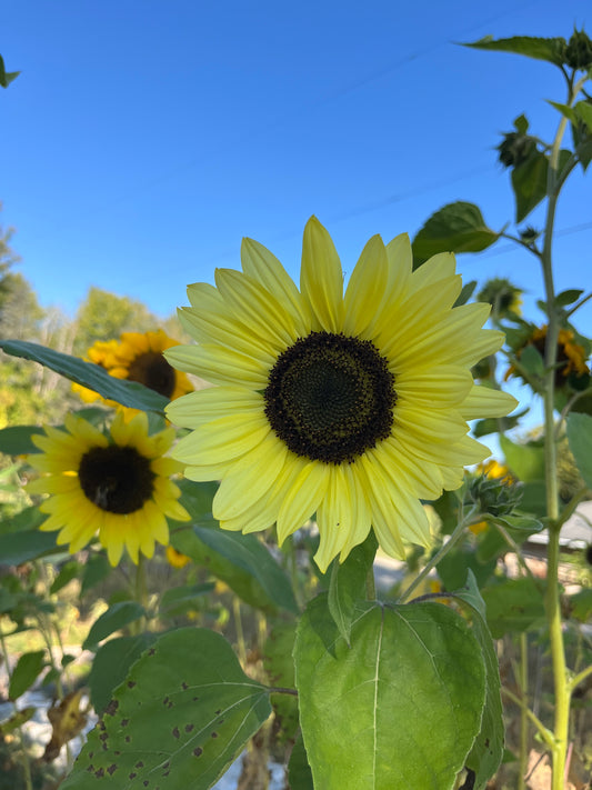 Moonwalker Sunflower Seeds – Tall Golden Sunflower | Free Shipping