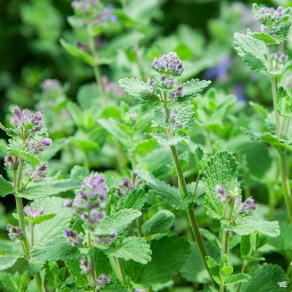 Catnip Seeds