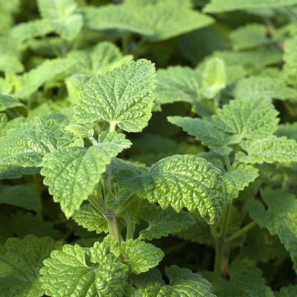 Catnip Seeds