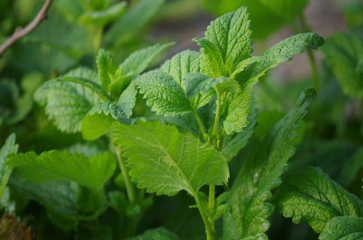 Hierba Buena Seeds – Traditional Peruvian Mint Herb