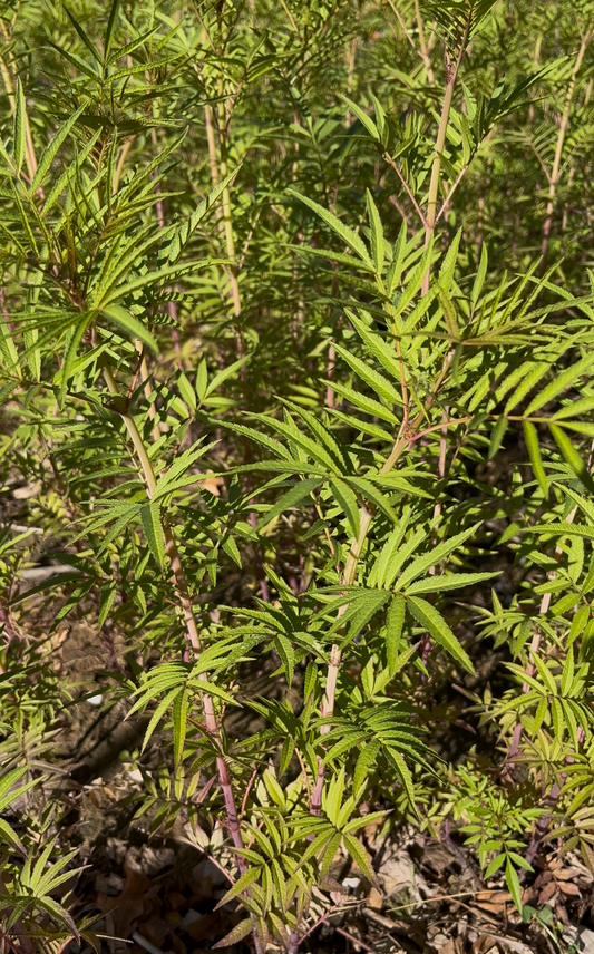 Huacatay Seeds – Traditional Peruvian Black Mint | Free Shipping