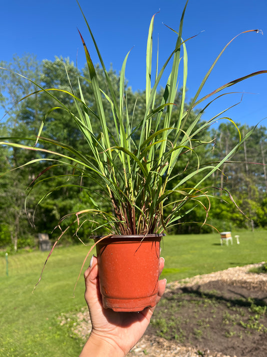 Hierba Luisa Plant  – Live Peruvian Tea Herb